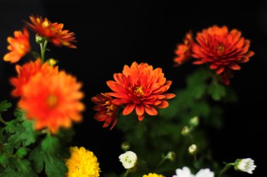 Beyaz, turuncu ve sarı Kasımpatı buket. Renk