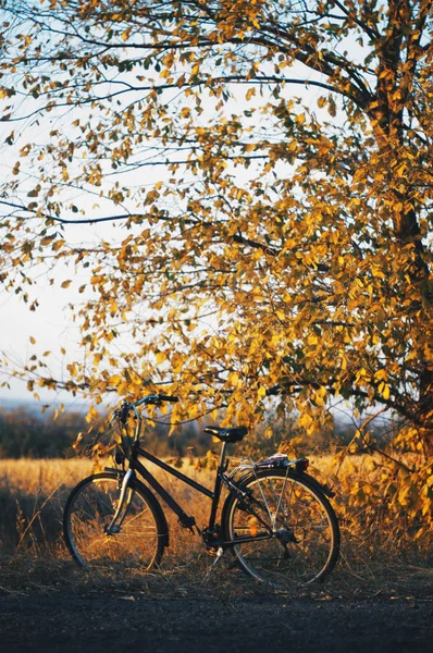 Bicycle in the garden. Old bicycle on green grass. Mountain bike