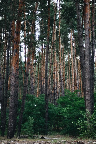 Fairy tale fir tree forest. Pine Forest. A rural road through a