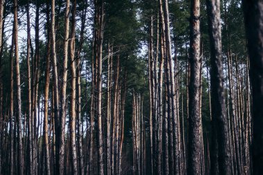Peri masalı köknar ağacı orman. Çam ormanı. Kırsal bir yolda bir 