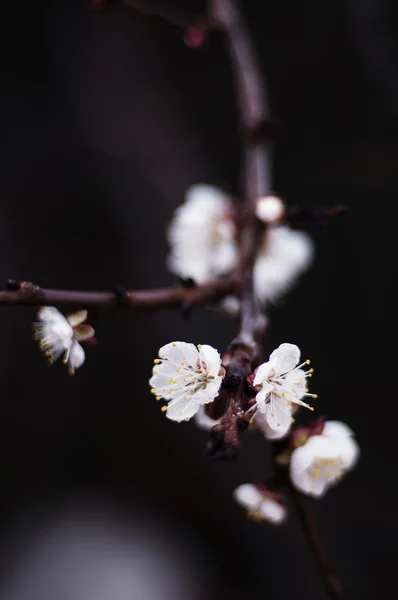 Hermoso primer plano árbol floreciente de primavera. Rama con un montón de —  Fotos de Stock