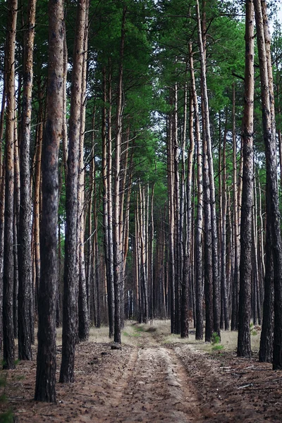 Fairy tale fir tree forest. Pine Forest. A rural road through a forest full of trees. Forest in the morning. Trees in a green forest.