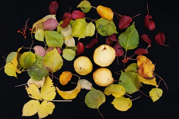 Ripe yellow pears on a black background. Close-up. Autumn leaves