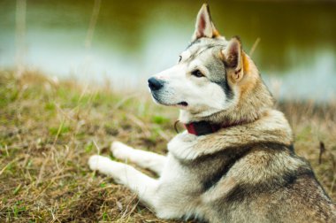 Kız parkta onların ev ile bir köpek Husky. Kızla 