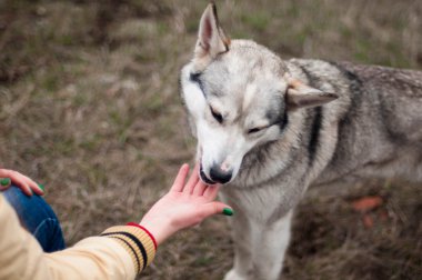 Kız parkta onların ev ile bir köpek Husky. Kızla 