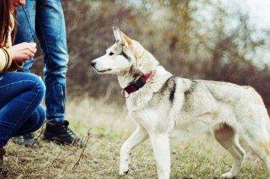 Kız parkta onların ev ile bir köpek Husky. Kızla 