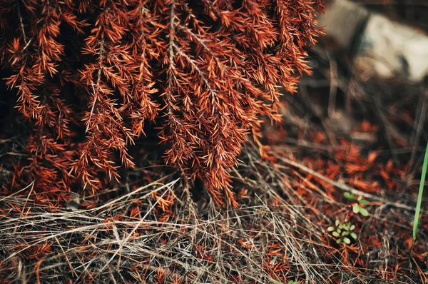 Pequeña flor azul púrpura. Vintage foto de fondo de la naturaleza wi —  Fotos de Stock