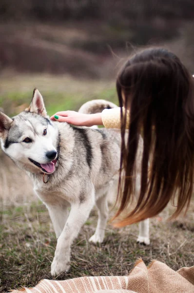 Girl in the park their home with a dog Husky. The girl with the — Stock Photo, Image