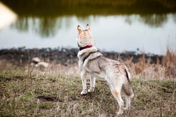 Flicka i parken sitt hem med en hund Husky. Flickan med de — Stockfoto