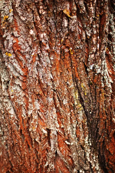 Texturou kůry stromu. Kůra z borovice. Wallpape texturou kůry stromu — Stock fotografie