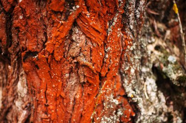 Ağaç kabuğu doku. Çam ağacı kabuğu. Ağaç kabuğu doku wallpape