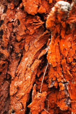 Ağaç kabuğu doku. Çam ağacı kabuğu. Ağaç kabuğu doku wallpape