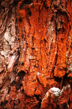 Ağaç kabuğu doku. Çam ağacı kabuğu. Ağaç kabuğu doku wallpape