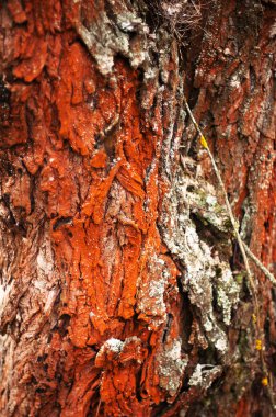 Ağaç kabuğu doku. Çam ağacı kabuğu. Ağaç kabuğu doku wallpape