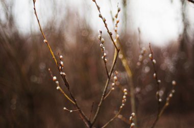 Kukum dalları mavi arka plan ile. Güzel kedi olur
