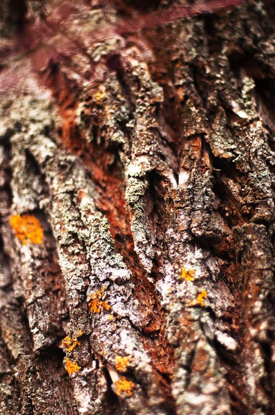 Текстура кори дерева. Кора соснового дерева. Текстура дерев'яної кори стіни — стокове фото