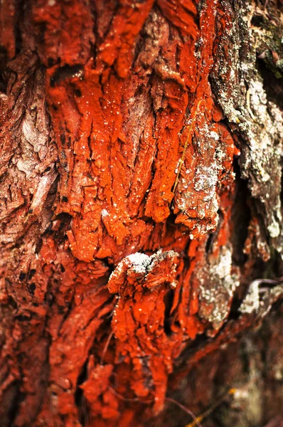 Textura de casca de árvore. Casca de Pinheiro. Casca de árvore textura wallpape — Fotografia de Stock