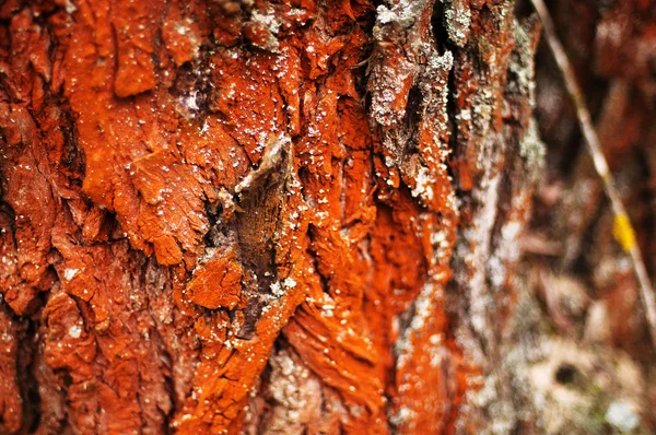 Ağaç kabuğu doku. Çam ağacı kabuğu. Ağaç kabuğu doku wallpape