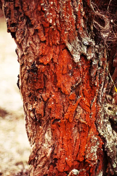 Ağaç kabuğu doku. Çam ağacı kabuğu. Ağaç kabuğu doku wallpape — Stok fotoğraf