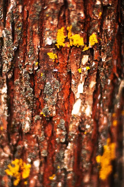 Textura de corteza de árbol. Corteza de pino. Textura de corteza de árbol wallpape — Foto de Stock