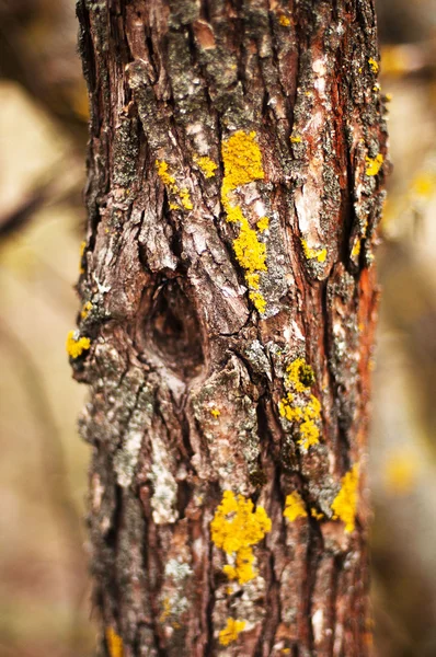 Het patroon van de schors van bomen. Schors van de pijnboom. Boom schors textuur wallpape — Stockfoto