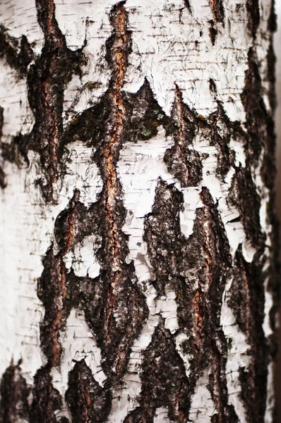 Struttura della corteccia dell'albero. Corteccia di pino. Carta da parati struttura corteccia albero — Foto Stock