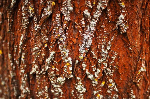 Het patroon van de schors van bomen. Schors van de pijnboom. Boom schors textuur wallpape — Stockfoto