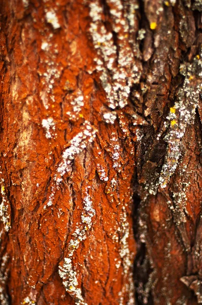 Textura de corteza de árbol. Corteza de pino. Textura de corteza de árbol wallpape —  Fotos de Stock