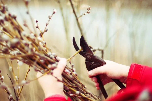 The gardener cuts the branches of trees in the garden. Pruning t