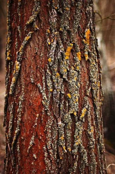 木の樹皮のテクスチャー。松の木の樹皮です。木の樹皮の質感の迷子 — ストック写真