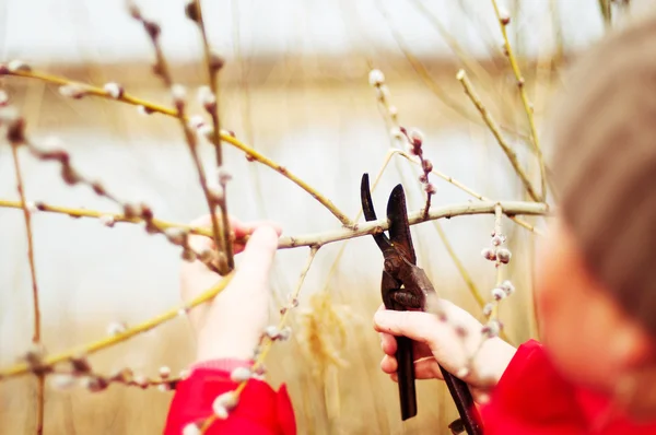 The gardener cuts the branches of trees in the garden. Pruning t