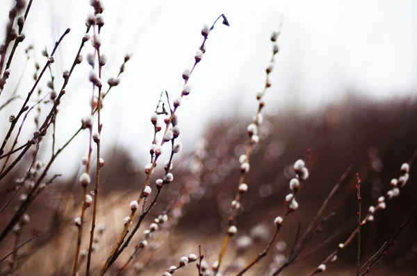 Pussy willow branches with blue background. Beautiful pussy will — Stock Photo, Image