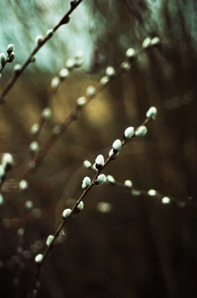 Pussy willow branches with blue background. Beautiful pussy will — Stock Photo, Image