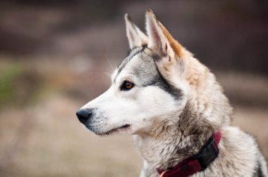 Kız parkta onların ev ile bir köpek Husky. Kızla 