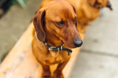 Dachshund Köpek açık. Güzel Dachshund w içinde oturan