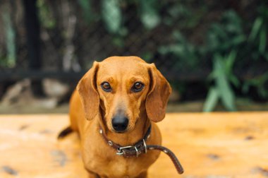 Dachshund Köpek açık. Güzel Dachshund w içinde oturan