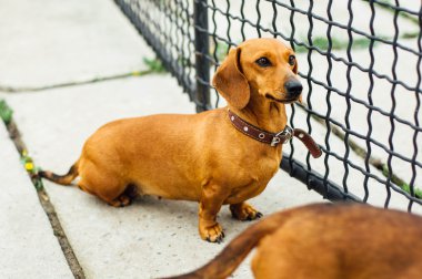 Dachshund Köpek açık. Güzel Dachshund w içinde oturan