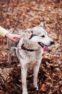 Kız parkta onların ev ile bir köpek Husky. Kızla 