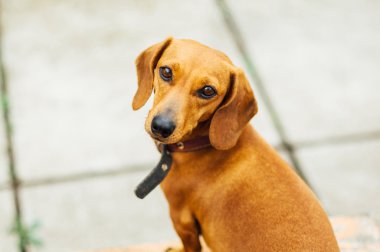 Dachshund Köpek açık. Güzel Dachshund w içinde oturan