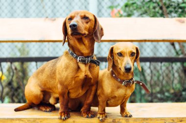Dachshund Köpek açık. Güzel Dachshund w içinde oturan