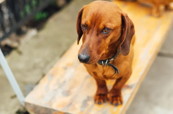 Teckel hond in openlucht. Mooi teckel zitten in de w — Stockfoto