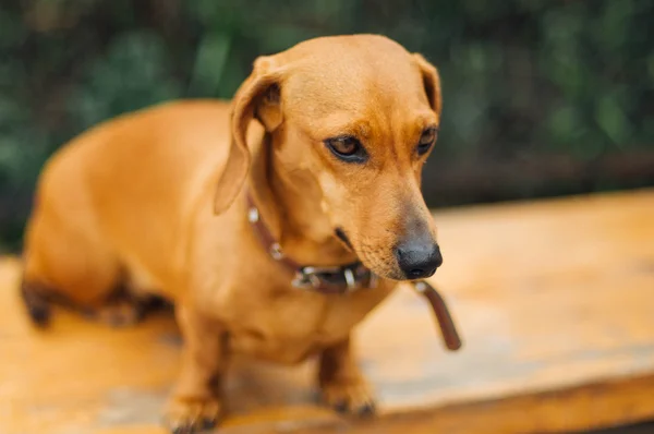 Teckel hond in openlucht. Mooi teckel zitten in de w — Stockfoto