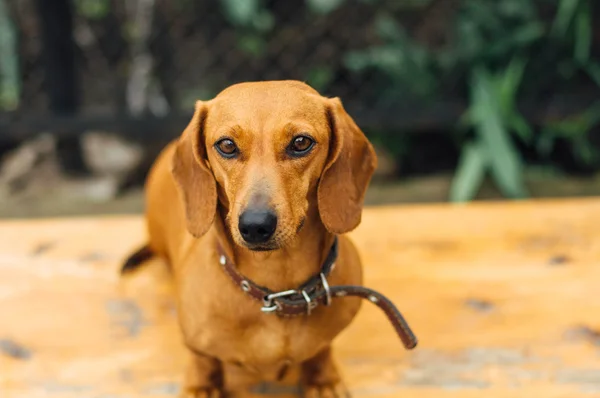 Perro Dachshund al aire libre. Hermoso Dachshund sentado en la w — Foto de Stock