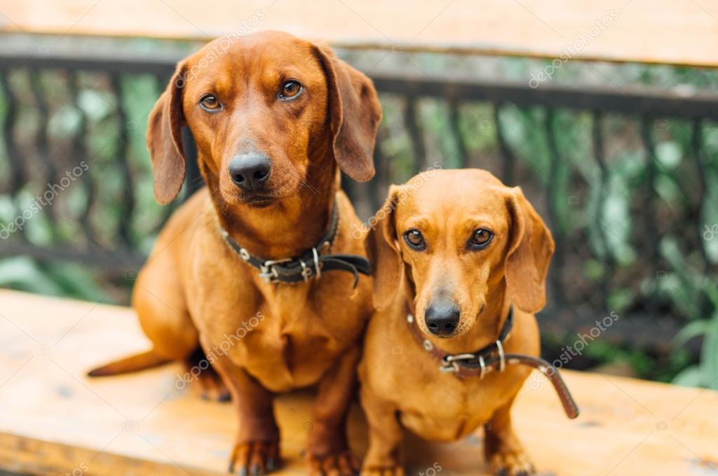 standard smooth haired dachshund