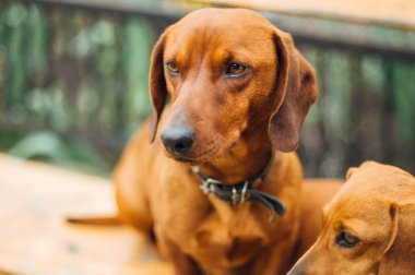 Dachshund Köpek açık. Güzel Dachshund w içinde oturan