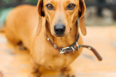 Dachshund Köpek açık. Güzel Dachshund w içinde oturan