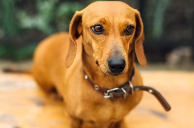 Dachshund Köpek açık. Güzel Dachshund w içinde oturan