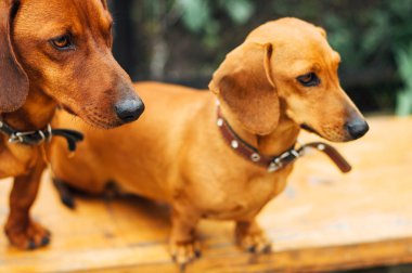 Dachshund Köpek açık. Güzel Dachshund w içinde oturan