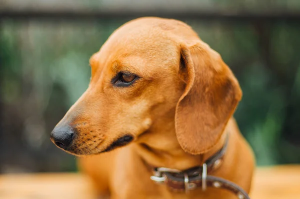 Perro Dachshund al aire libre. Hermoso Dachshund sentado en la w — Foto de Stock