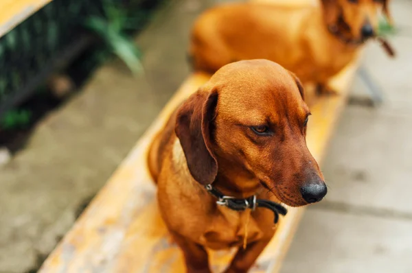 Perro Dachshund al aire libre. Hermoso Dachshund sentado en la w — Foto de Stock